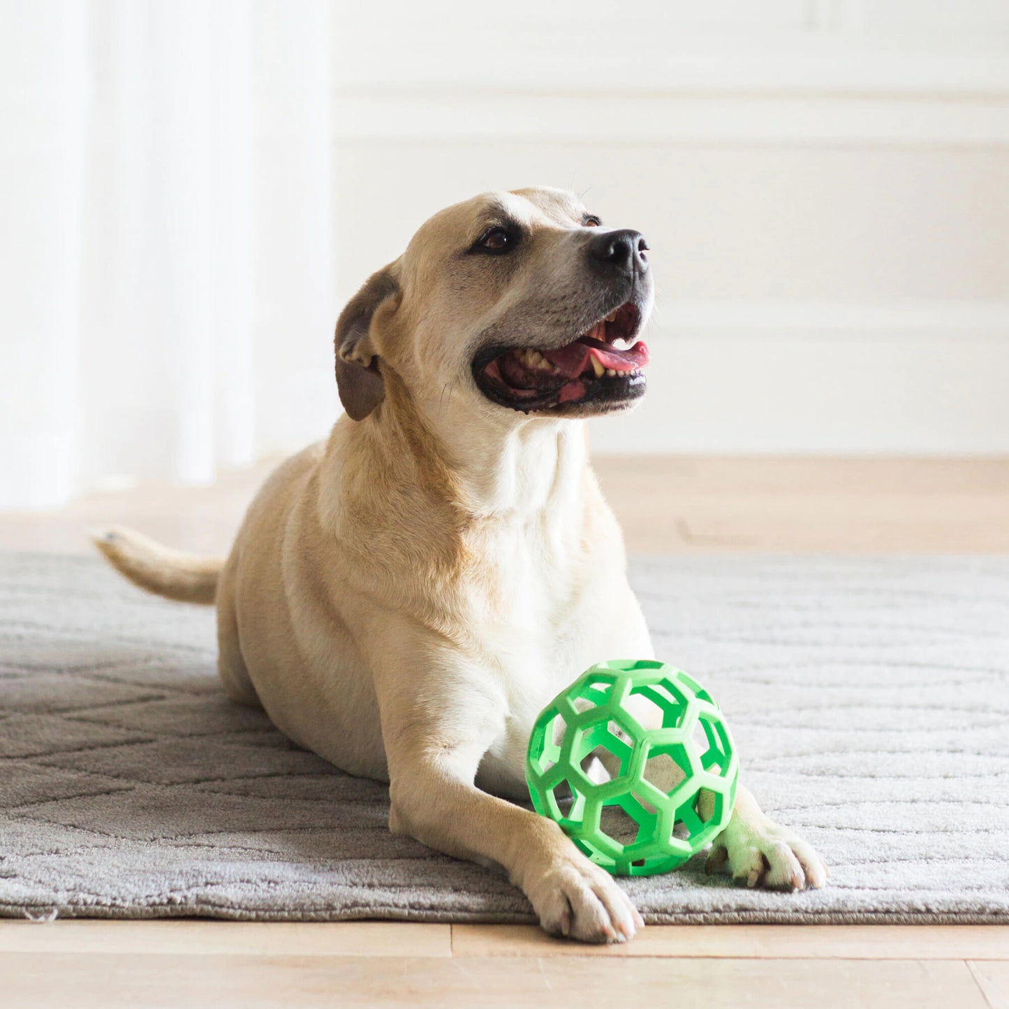 JW Pet Hol-ee Roller Dog Toy