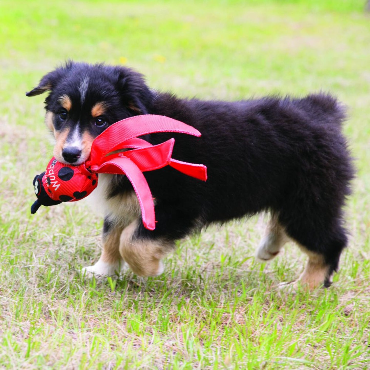 KONG Wubba Bug Dog Toy