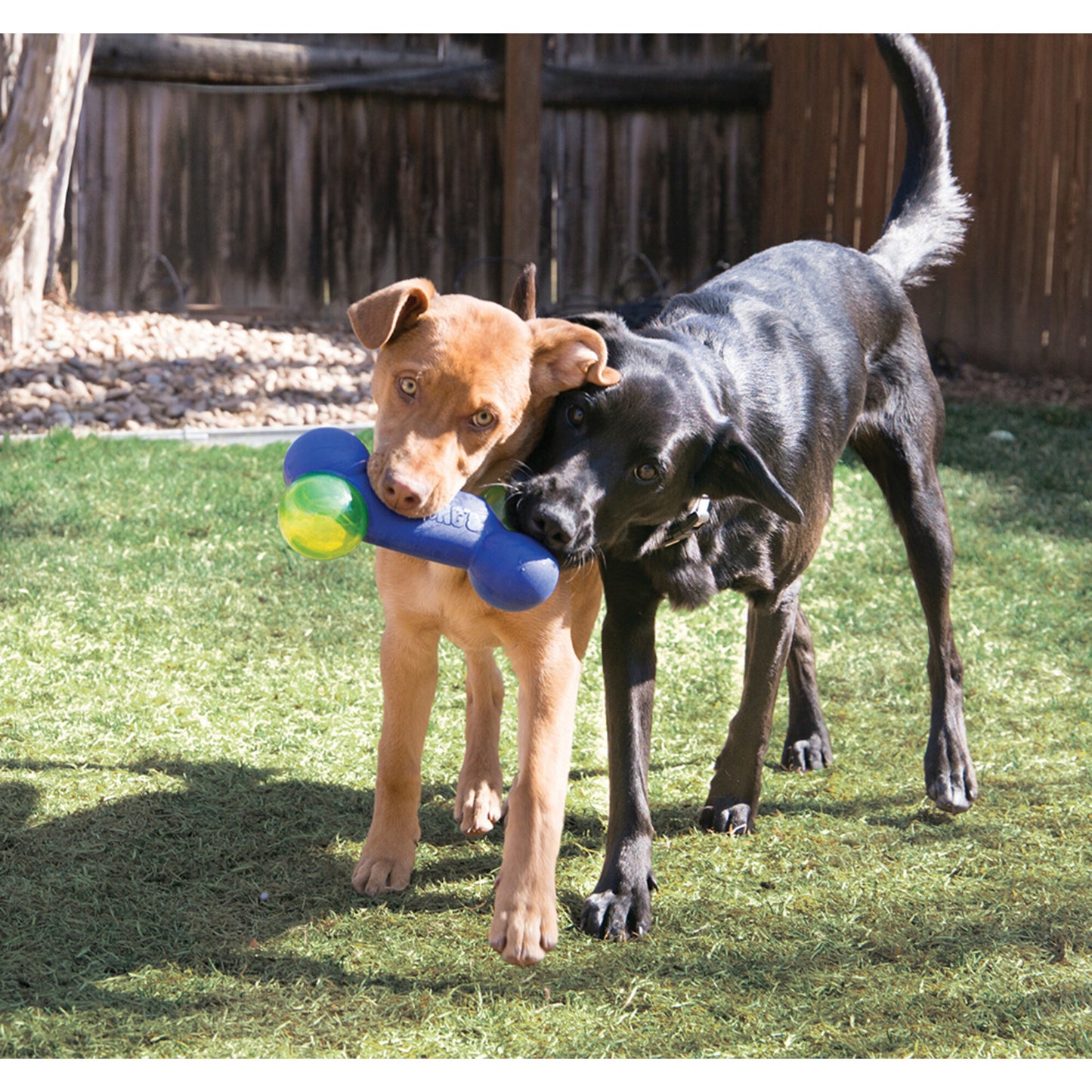 KONG Squeezz Action Dumbbell Dog Toy