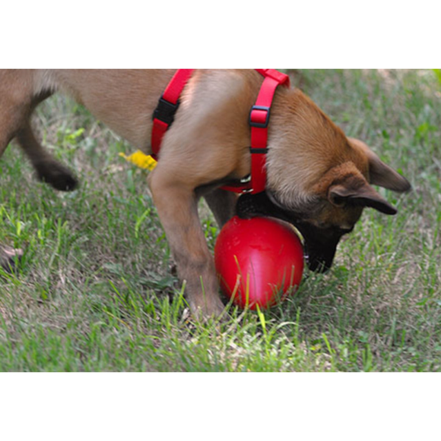 Jolly Pets Jolly Red Egg Dog Toy