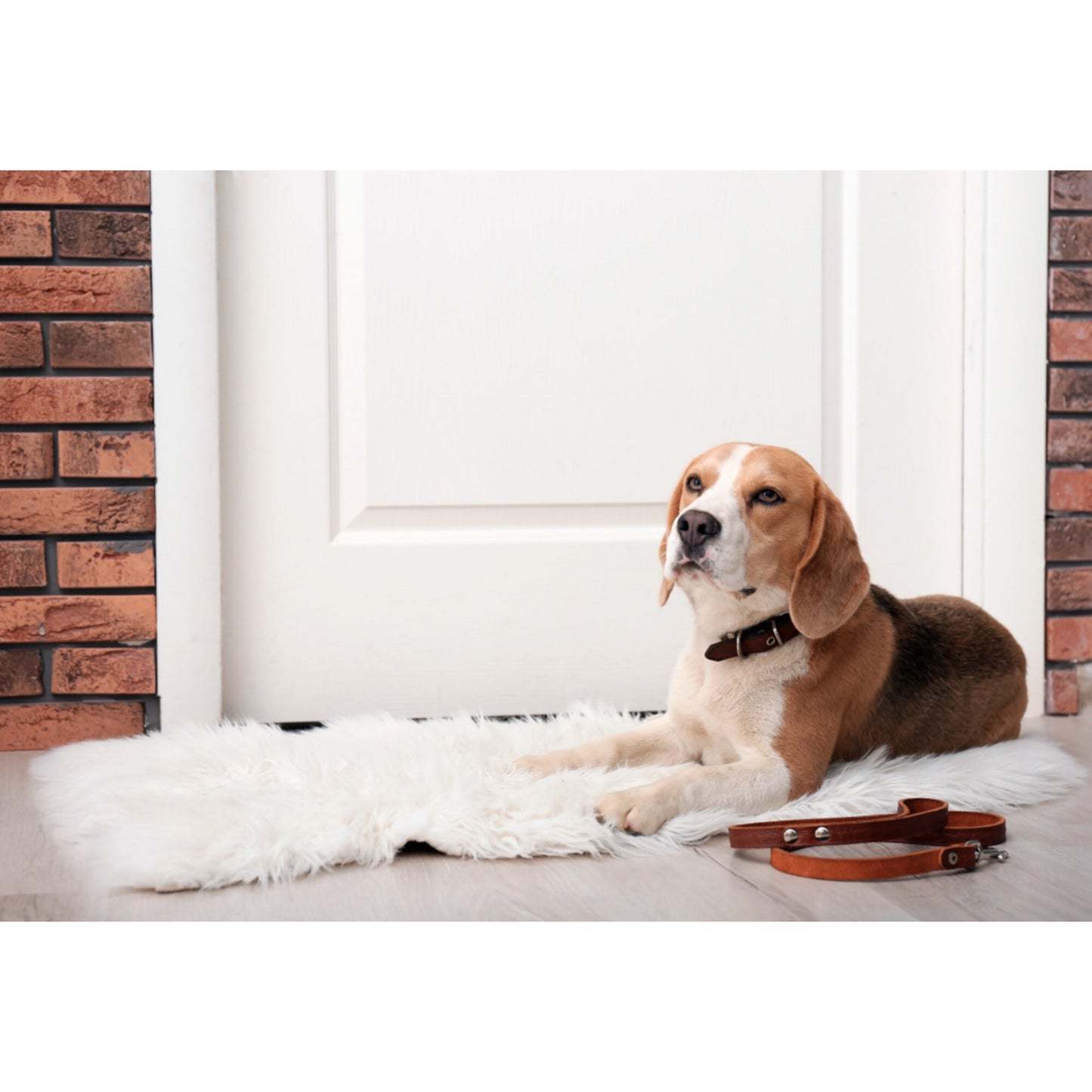 Dr. Marty Nature's Blend for Puppies Freeze Dried Raw Dog Food