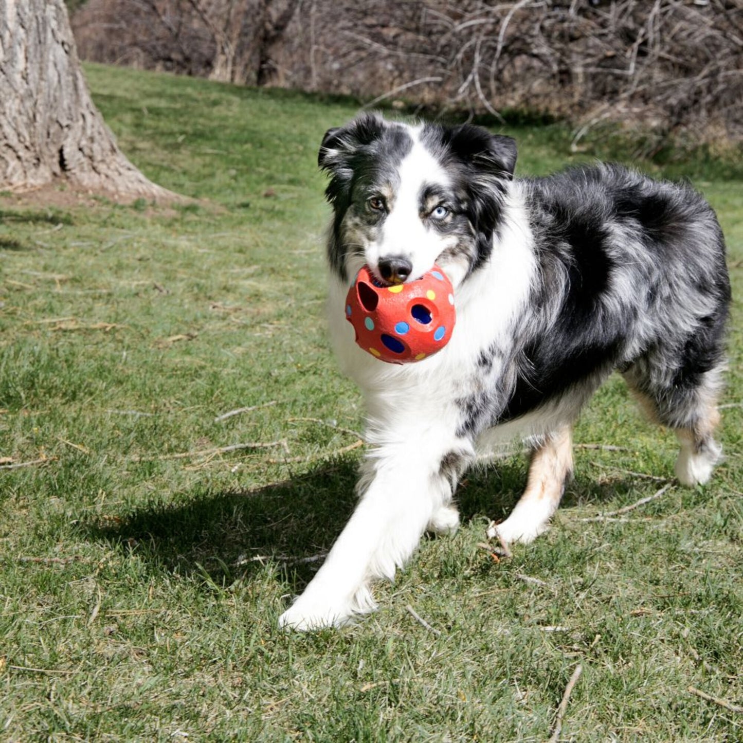 KONG Wiggi Tumble Dog Toy (Colors Vary)