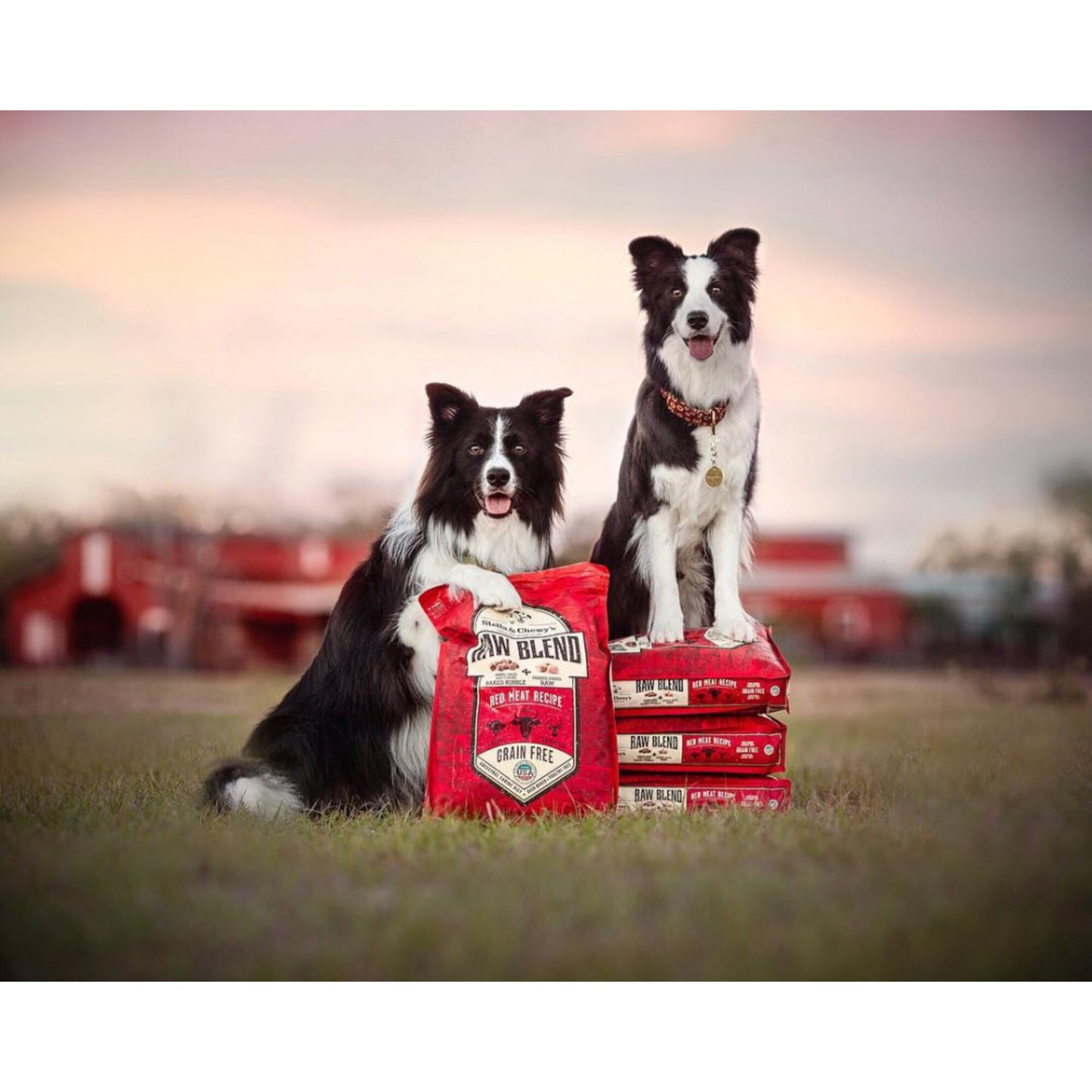 Stella & Chewy's Raw Blend Kibble Red Meat Recipe Small Breed Dry Dog Food