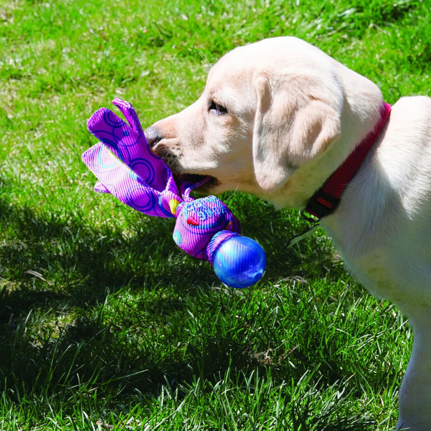 KONG Wubba Cosmos Dog Toy (Color Varies)