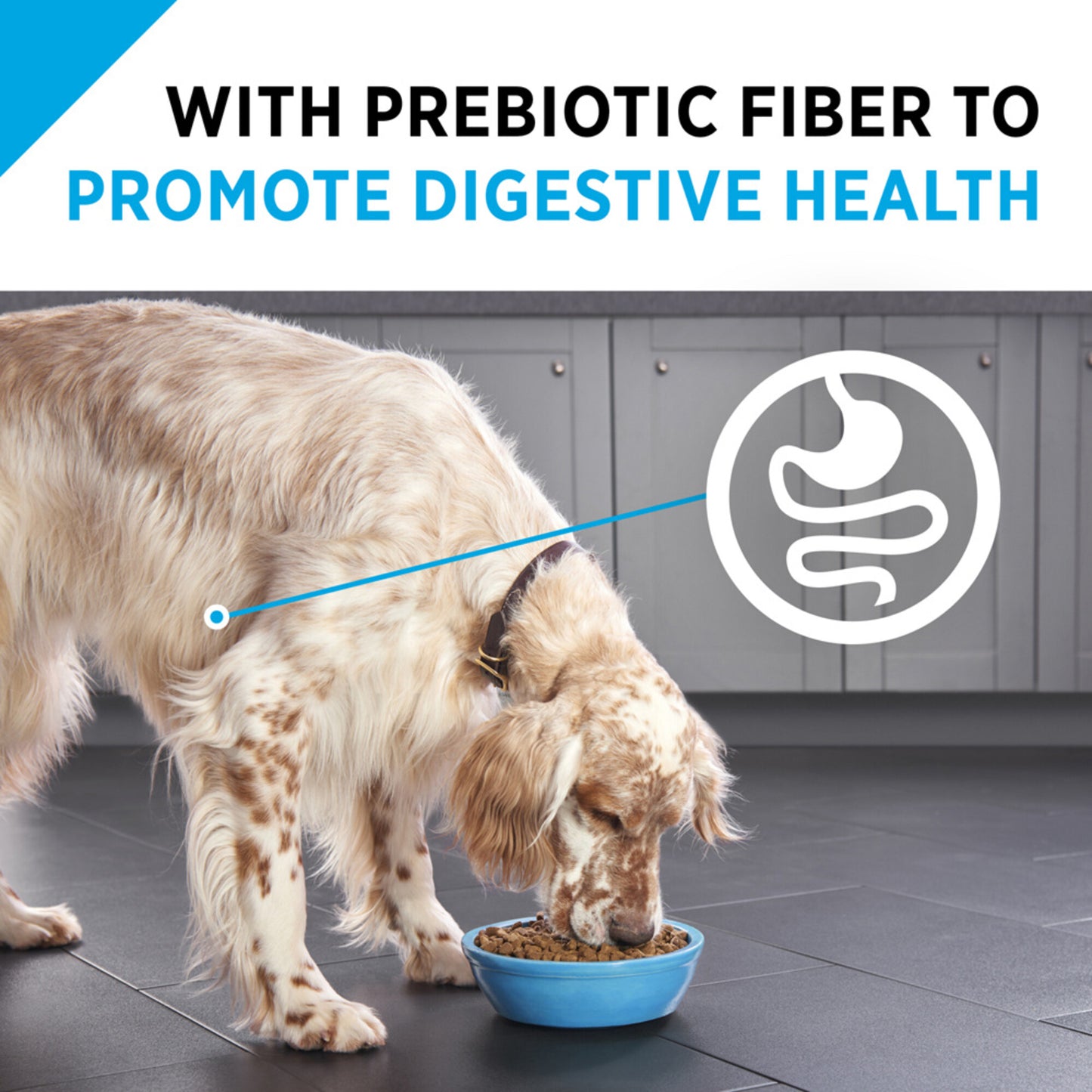 Purina Pro Plan Focus Sensitive Skin & Stomach Formula Salmon & Rice Formula Dry Dog Food
