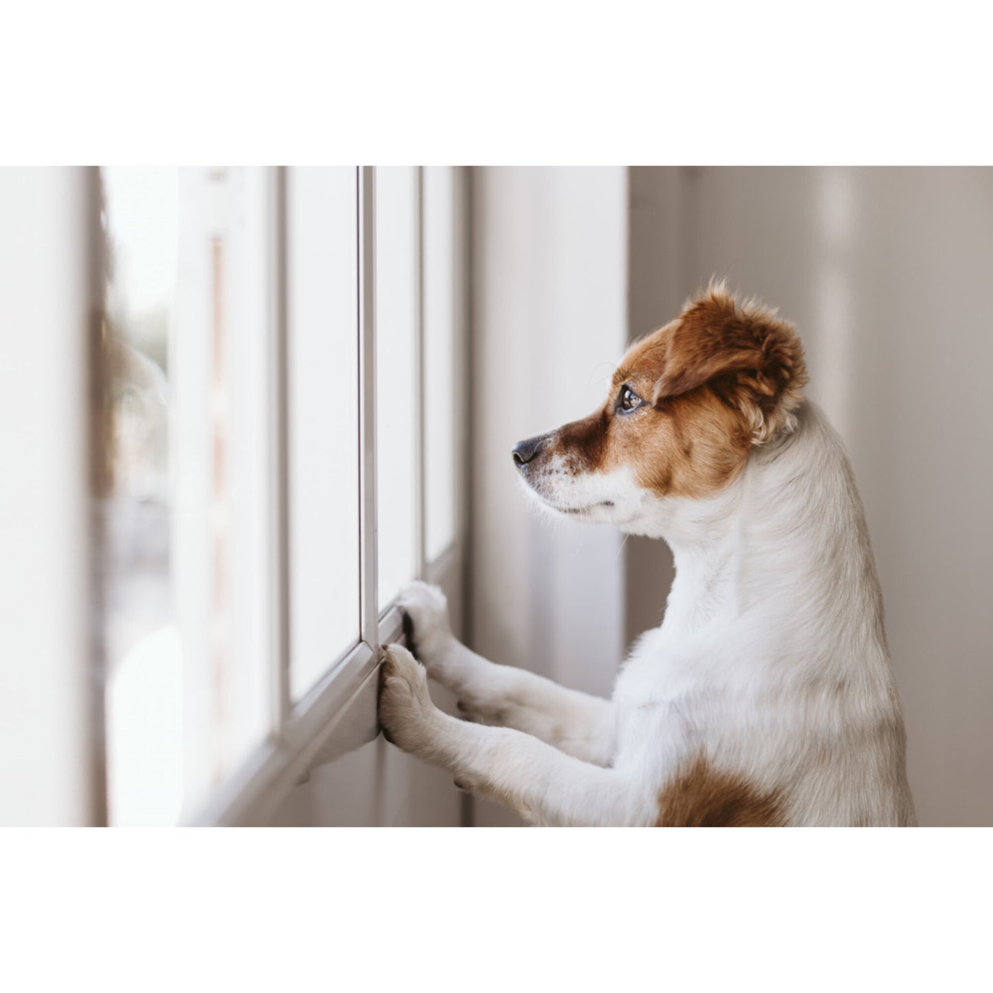Dr. Marty Nature's Blend for Puppies Freeze Dried Raw Dog Food