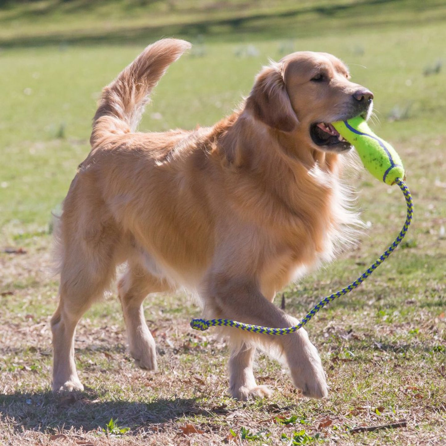 KONG AirDog Fetch Stick with Rope Dog Toy