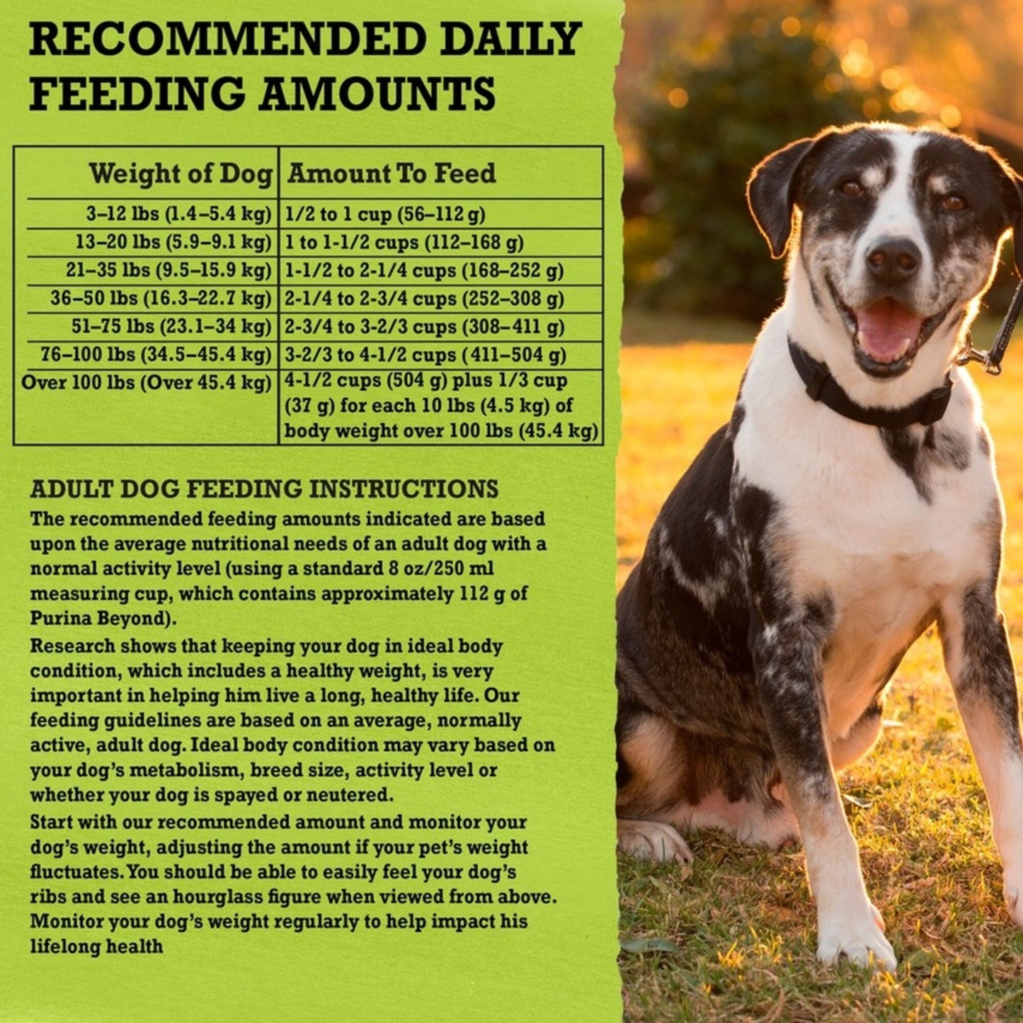 Purina Beyond Simply 9 Ranch Raised Lamb & Whole Barley Recipe Dry Dog Food