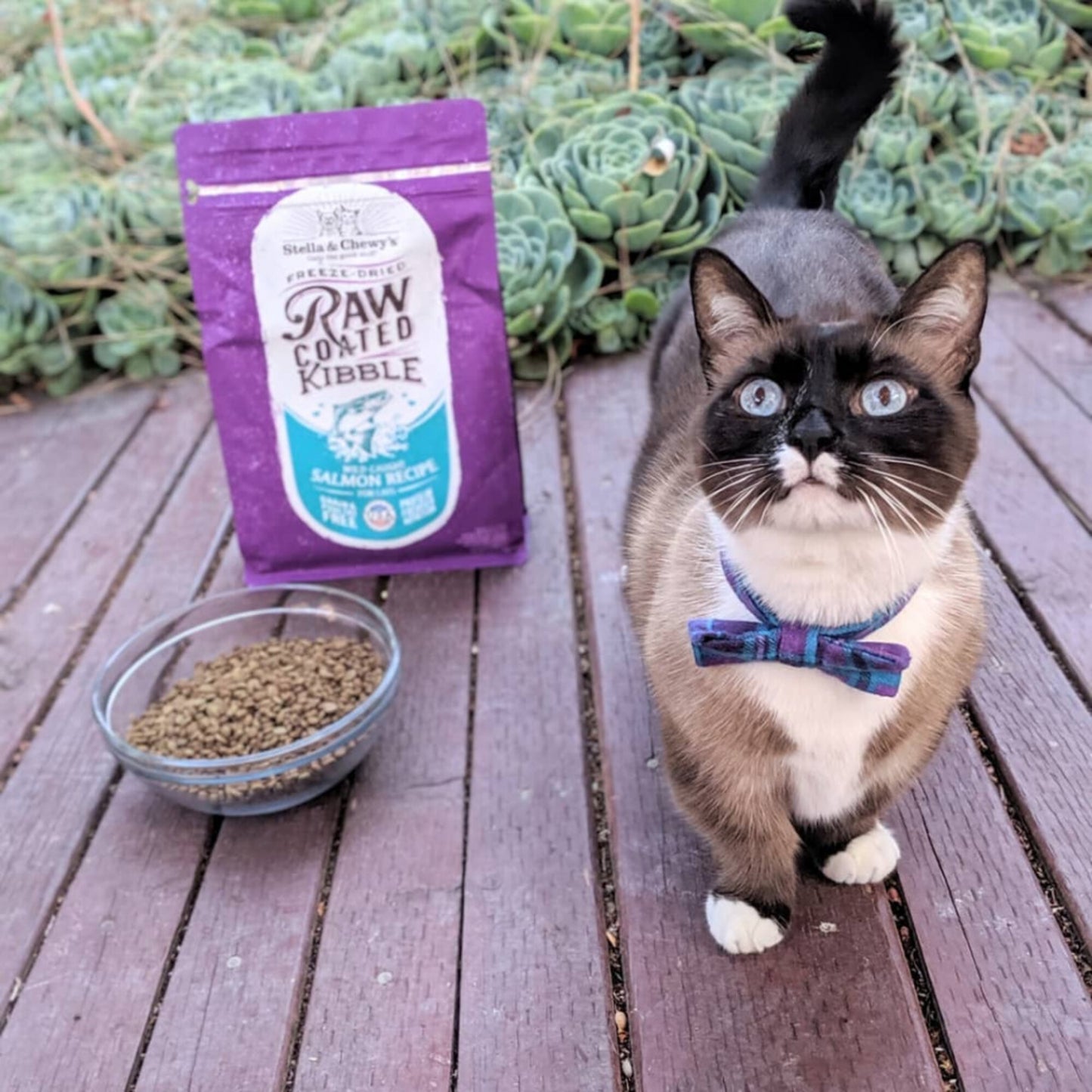 Stella & Chewy's Raw Coated Kibble Wild Caught Salmon Recipe Dry Cat Food