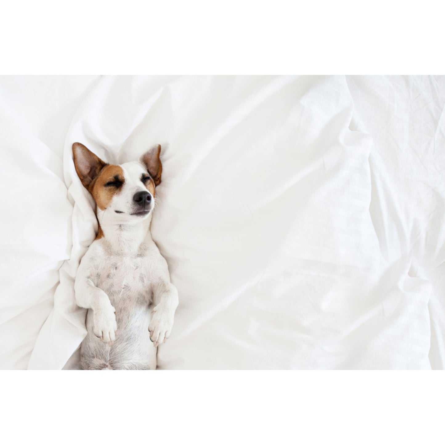Dr. Marty Nature's Blend for Puppies Freeze Dried Raw Dog Food
