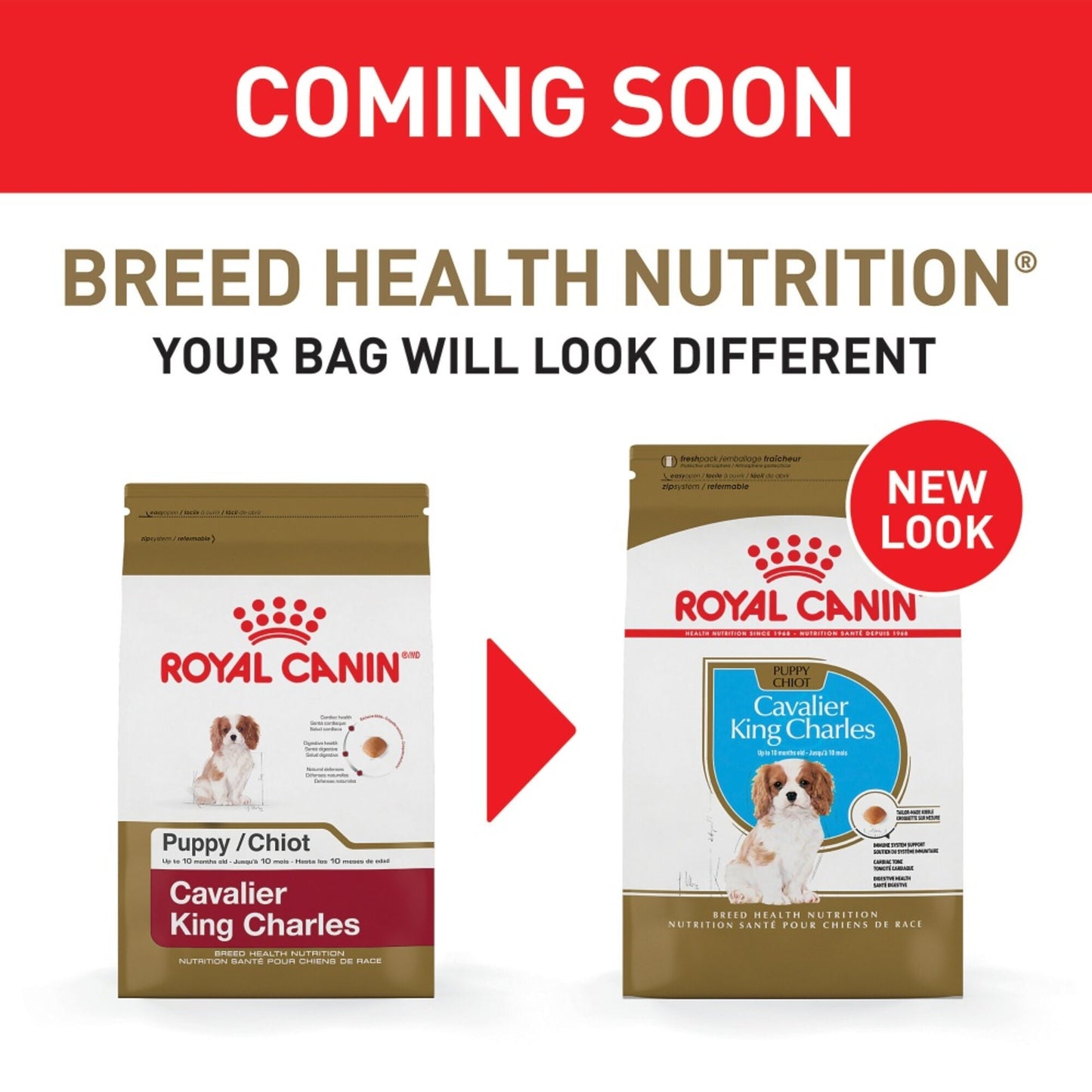 Royal Canin Breed Health Nutrition Cavalier King Charles Spaniel Puppy Recipe Dry Dog Food