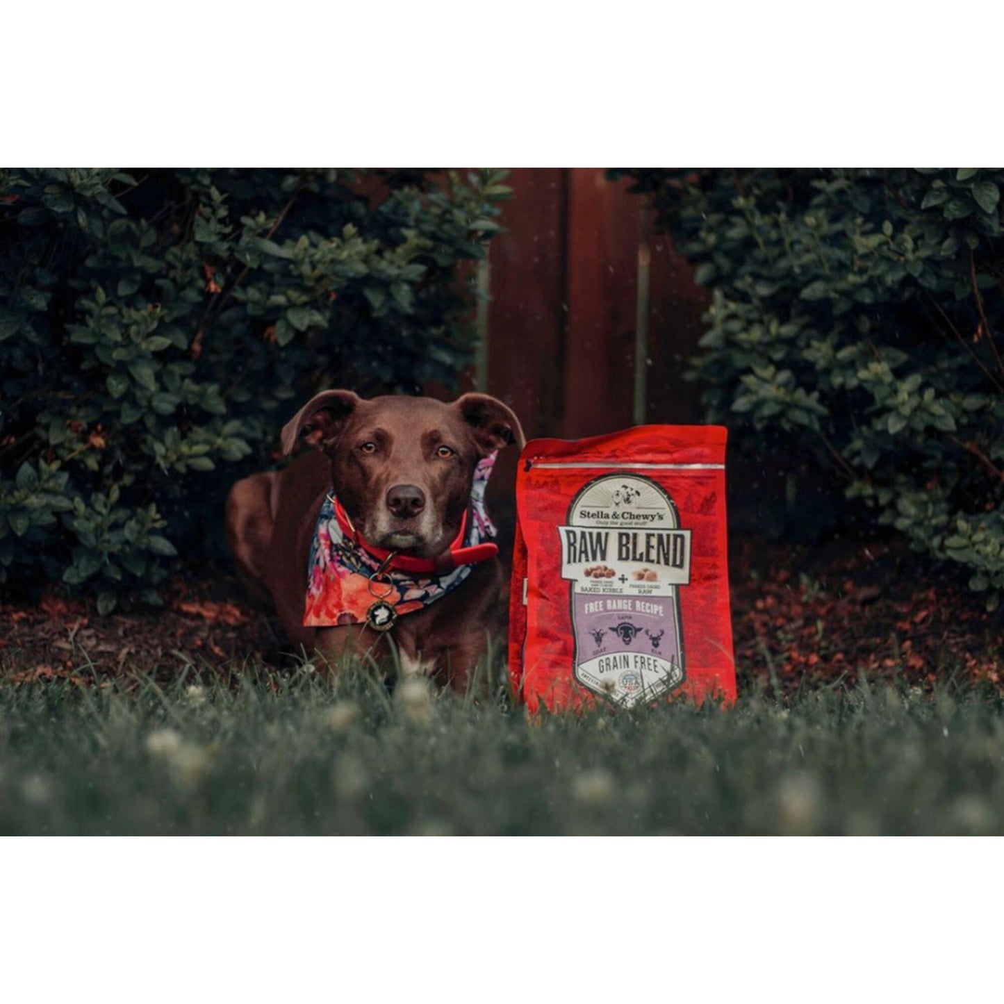 Stella & Chewy's Raw Blend Kibble Free Range Recipe Dry Dog Food