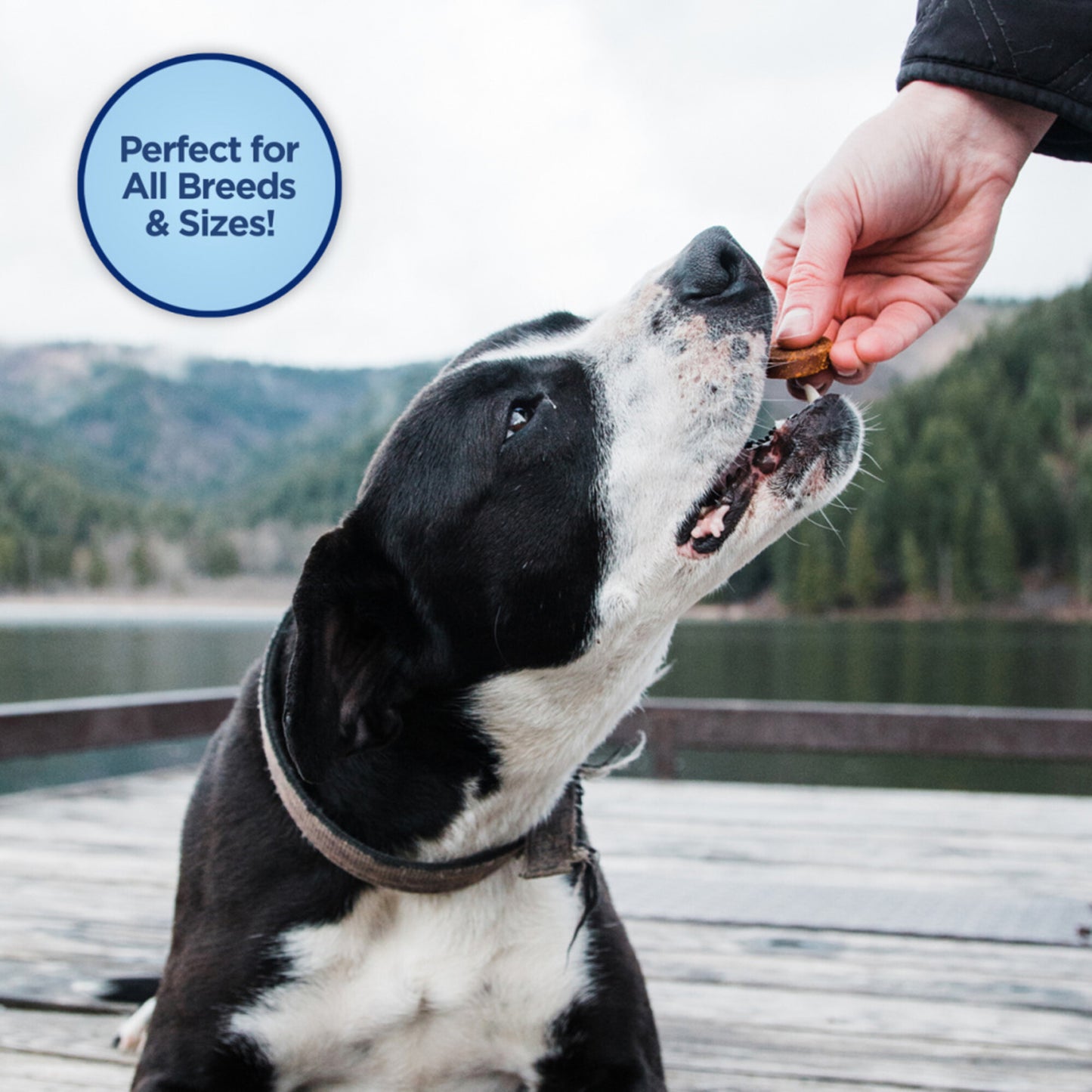 Natural Balance Limited Ingredient Jumpin Stix Chicken & Sweet Potato Formula Dog Treats