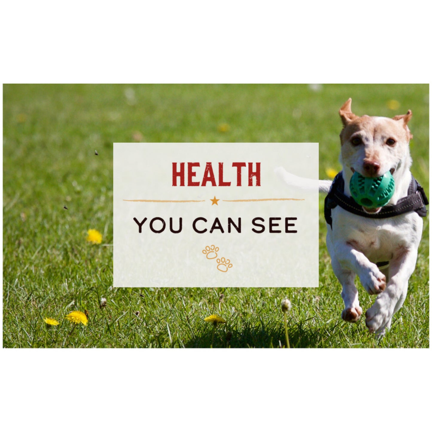 Merrick Backcountry Grain Free Hearty Duck and Venison Stew Canned Dog Food